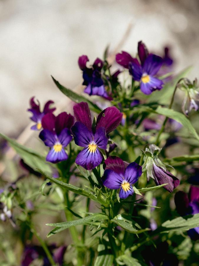 Willa Kadariku Tourism Farm Sakla Zewnętrze zdjęcie