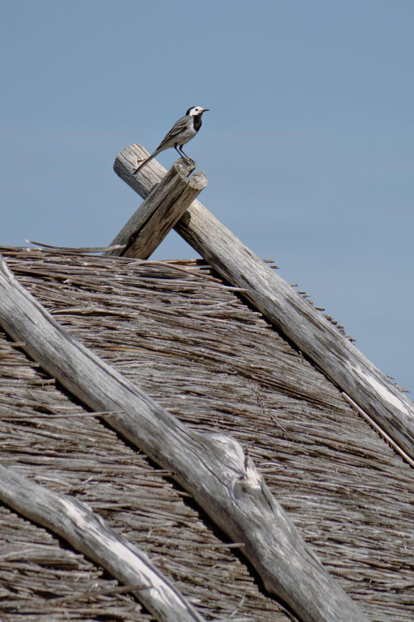 Willa Kadariku Tourism Farm Sakla Zewnętrze zdjęcie