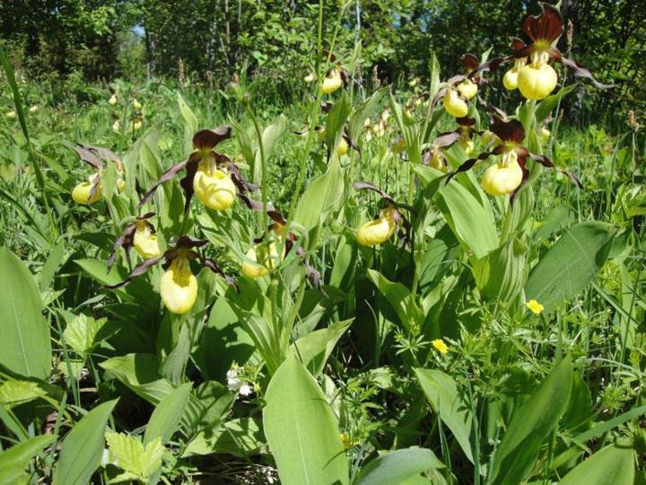Willa Kadariku Tourism Farm Sakla Zewnętrze zdjęcie